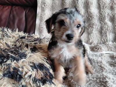 Yorkshire Terrier x Jack Russell puppies for sale in Leitrim