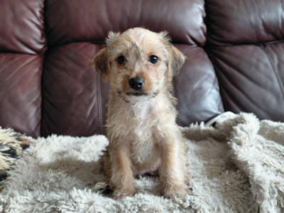 Yorkshire Terrier x Jack Russell puppies for sale in Leitrim