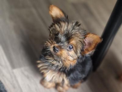 Fullbreed Miniature Yorkshire Terrier female puppies in Kildare