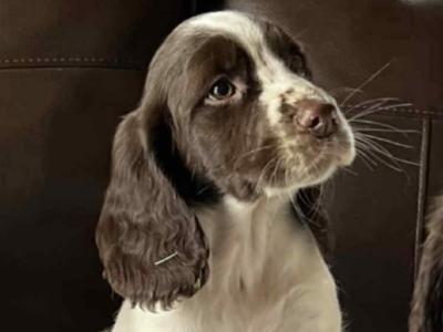 Springer Spaniel puppies in Cavan
