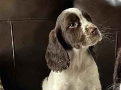 Superb IKC Registered English Springer Spanial puppies in Cavan