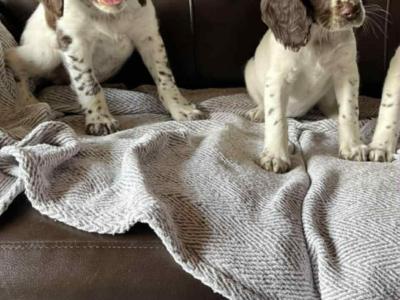 Springer Spaniel puppies in Cavan