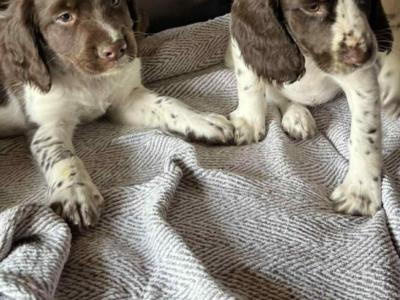 Springer Spaniel puppies in Cavan