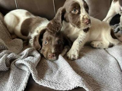 Springer Spaniel puppies in Cavan