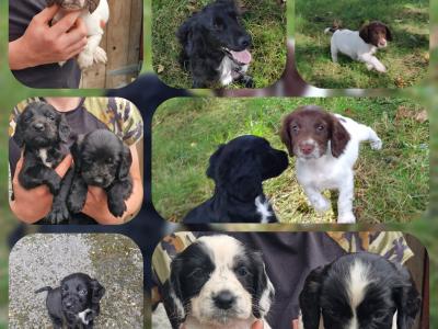 ONLY 1 FEMALE LEFT / Sprocker puppies in Kilkenny