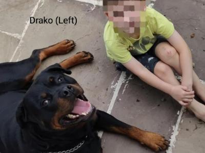 Rottweiler puppies in Meath – 6m 3f – 5★ homes Only