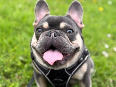 Short-built, Tanky Frenchie in Waterford💎🔥