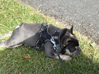 Short-built, Tanky Frenchie in Waterford💎🔥