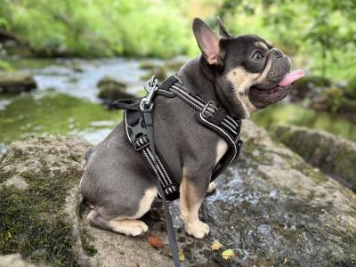 Short-built, Tanky Frenchie in Waterford💎🔥