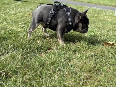 Short-built, Tanky Frenchie in Waterford💎🔥