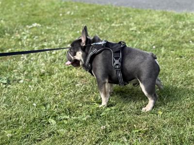 Short-built, Tanky Frenchie in Waterford💎🔥