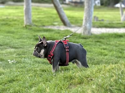 Short-built, Tanky Frenchie in Waterford💎🔥