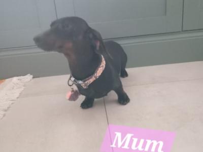 True Miniature smooth haired Dachshund puppies 🧡🧡 in Dublin