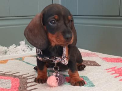 True Miniature smooth haired Dachshund puppies 🧡🧡 in Dublin