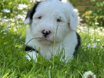 IKC registered Old English Sheepdog puppies for sale