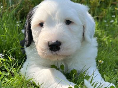 IKC registered Old English Sheepdog puppies for sale