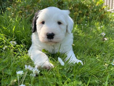 IKC registered Old English Sheepdog puppies for sale
