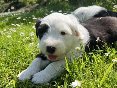 IKC registered Old English Sheepdog puppies for sale