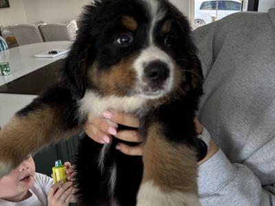 Beautiful Bernese Mountain puppies for sale in Louth