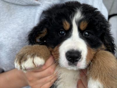 Beautiful Bernese Mountain puppies for sale in Louth