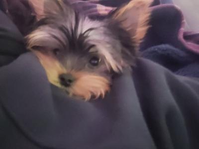 Introducing Adorable Purebred Miniature Yorkshire Terrier puppies, Charlie, Ringo, Poppy and Tara