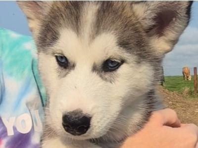 Alusky puppies in Meath (new Photos)
