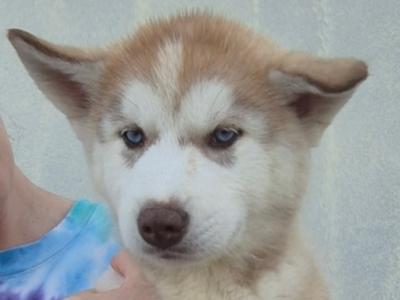 Alusky puppies in Meath (new Photos)