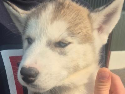 Alusky puppies in Meath (new Photos)