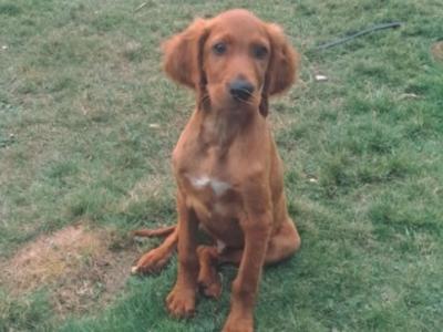 Male Red Setter puppy 3 months old in Cork