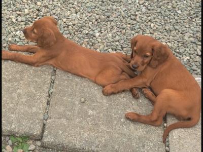 Male Red Setter puppy 3 months old in Cork