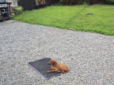 Male Red Setter puppy 3 months old in Cork