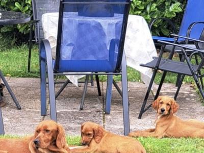 Male Red Setter puppy 3 months old in Cork