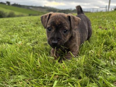 Adorable Jack Russell small puppies in Kerry