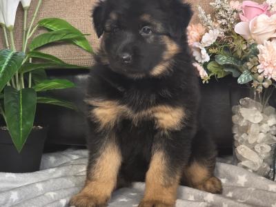 Male German Shepherd Long Coat puppy in Kildare