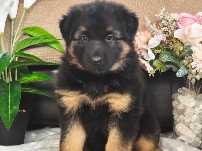 Male German Shepherd Long Coat puppy in Kildare