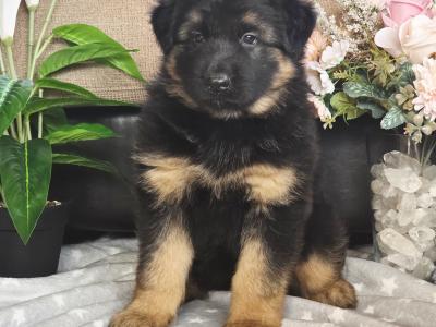 Male German Shepherd Long Coat puppy in Kildare