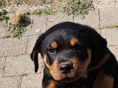 3 male Rottweiler puppies in Dublin