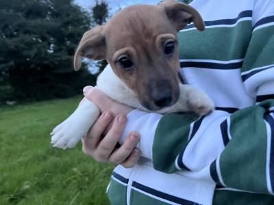 Jack Russell puppies in Mayo