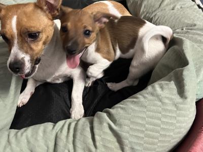 Jack Russell puppies in Mayo