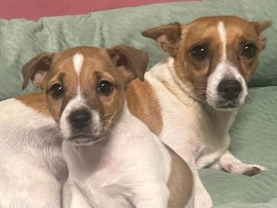 Jack Russell puppies in Mayo