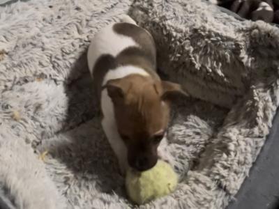 Jack Russell puppies in Mayo
