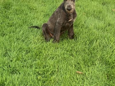 IKC Registered Irish Wolfhound puppies in Galway