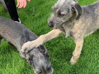 IKC Registered Irish Wolfhound puppies in Galway