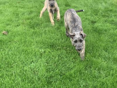 IKC Registered Irish Wolfhound puppies in Galway