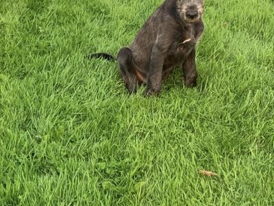 IKC Registered Irish Wolfhound puppies in Galway