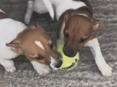 Jack Russell puppies in Mayo