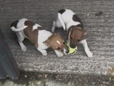 Jack Russell puppies in Mayo