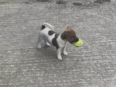 Jack Russell puppies in Mayo