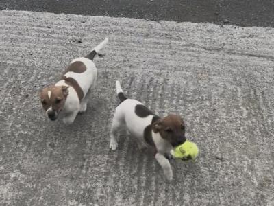 Jack Russell puppies in Mayo