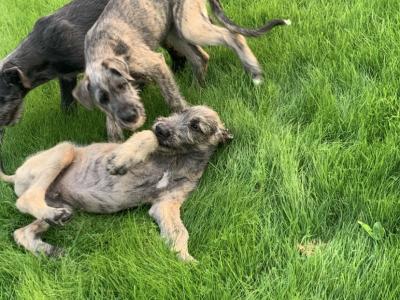 IKC Registered Irish Wolfhound puppies in Galway